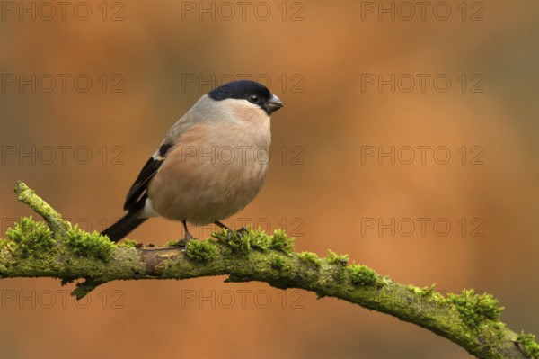 Eurasian Bullfinch (Pyrrhula pyrrhula) male, Utrecht, Netherlands