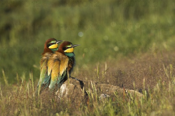 European Bee-eater (Merops apiaster), Madrid, Spain