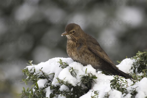 Common Blackbird (Turdus merula) female, North Rhine-Westphalia, Germany