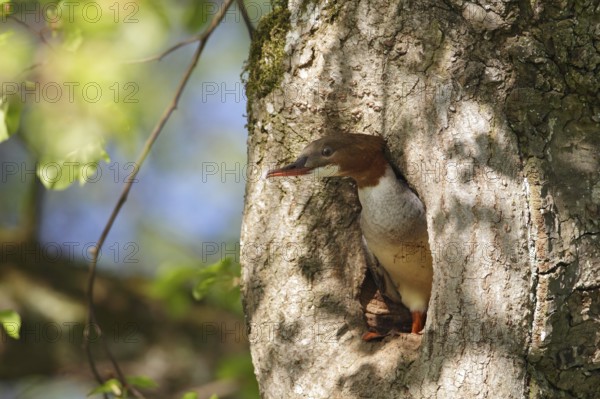 Common Merganser (Mergus merganser) female, Bavaria, Germany