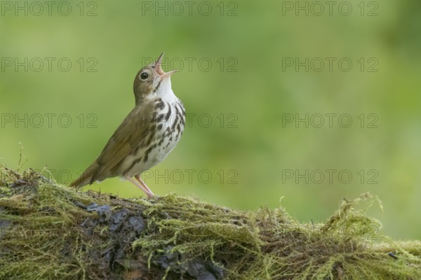 Ovenbird (Seiurus aurocapilla) singing, perched on a mossy log, Minnesota, USA