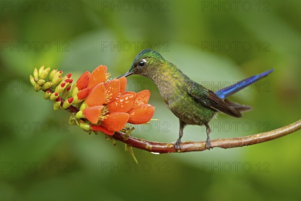 Long-tailed Sylph, Aglaiocercus kingi, rare hummingbird from Peru, green-blue bird flying next to beautiful orange flower, action feeding scene in tropical forest, animal in the nature habitat