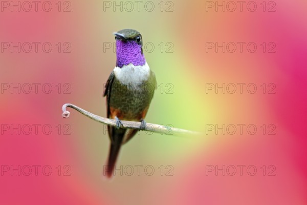 Hummingbird from Colombia in bloom flower, Colombia, wildlife from tropic jungle. Wildlife scene from nature. Hummingbird with pink flower, in flight. Purple-throated Woodstar Calliphlox mitchellii