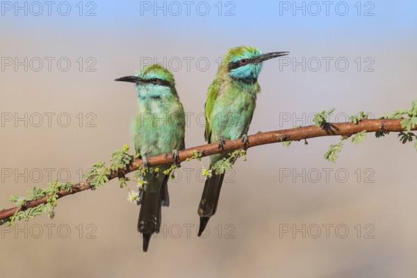 Green Bee-eater (Merops orientalis) pair, Eilat, Israel