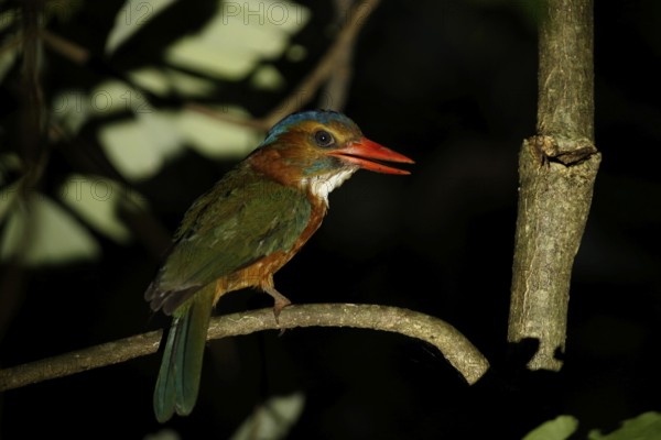 Green-backed Kingfisher (Actenoides monachus) female perched on a branch, Sulawesi Utara, Indonesia