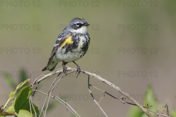 Myrtle Warbler (Setophaga coronata coronata) male perched on a branch, Texas, USA