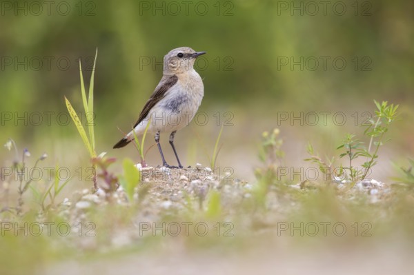Northern Wheatear (Oenanthe oenanthe) female, Poland