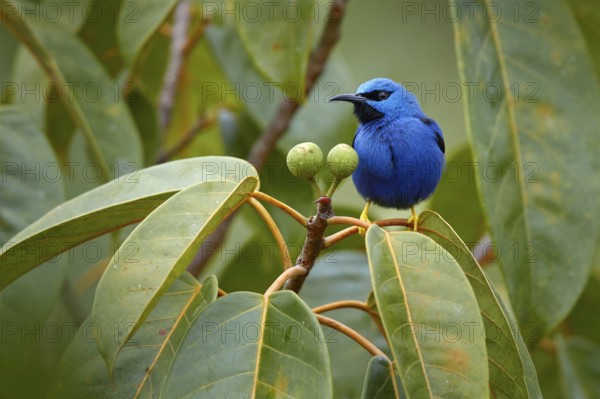 Blue tropic bird, close-up portrait. Shining Honeycreeper, Cyanerpes lucidus, wildlife from Costa Rica. Beautiful exotic forerst blue bird with yellow legs, Central America. Detail of jungle animal