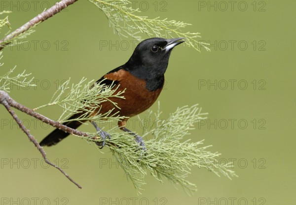 Orchard Oriole (Icterus spurius) male, Texas, USA