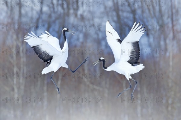 Dancing pair of Red-crowned crane with open wings, winter Hokkaido, Japan. Snowy dance in nature. Courtship of beautiful large white birds in snow. Animal love mating behaviour, bird dance