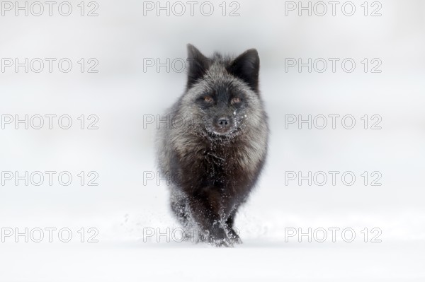 Black silver fox, rare form. Dark red fox hunting in snow meadow forest. Wildlife scene from wild nature. Funny image from Russia. Fox with black and white tail. Cold winter, animal on ice