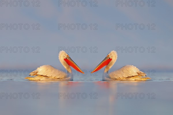 Bird in the water. Dalmatian pelican, Pelecanus crispus, landing in Lake Kerkini, Greece. Pelican with open wings. Wildlife scene from European nature