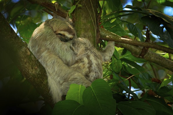Sloth with young baby. Beautiful animal in nature habitat. Linnaeus's two-toed Sloth, Choloepus didactylus, hidden in the dark green vegetation. Cute pup in the habitat, Costa Rica. Wildlife in jungle