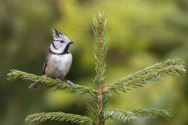 European Crested Tit (Lophophanes cristatus) perched on a spruce branch, Poland