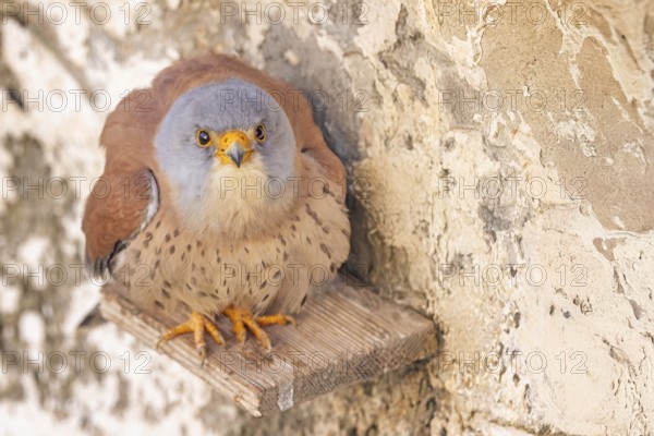 Lesser Kestrel (Falco naumanni) male, Spain