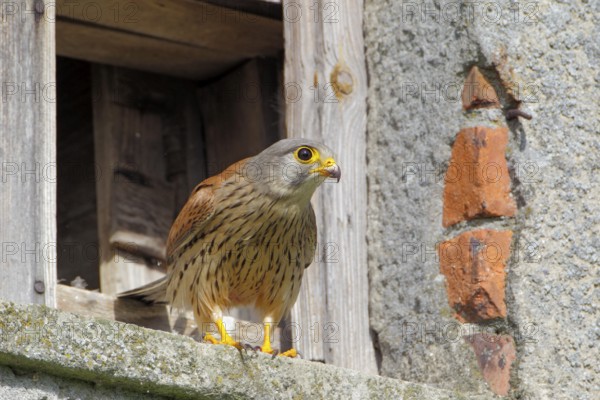 Turmfalke, lat. Falco tinnunculus, adultes Männchen steht am Eingang zum Brutkasten in einem Trafohäuschen