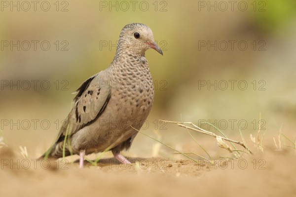 Common Ground Dove (Columbina passerina), Arizona, USA