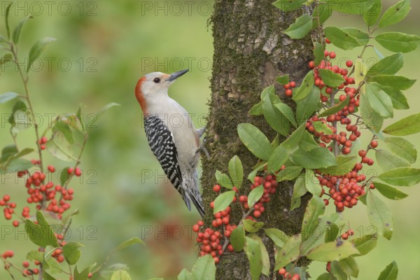 Red-bellied Woodpecker (Melanerpes carolinus) female climbing up tree, Texas, USA