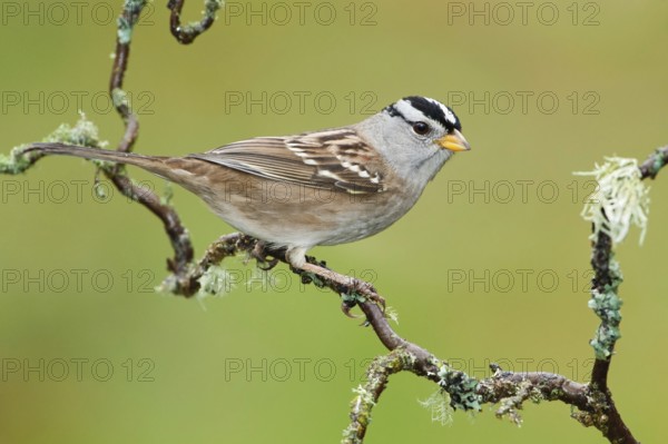 White-crowned Sparrow (Zonotrichia leucophrys), California, USA