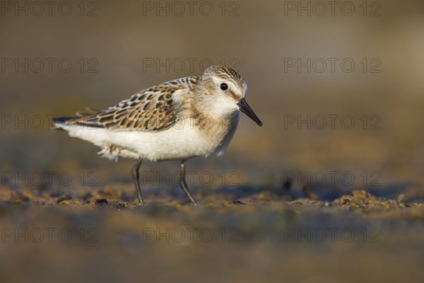Little Stint (Calidris minuta) foraging, Poland