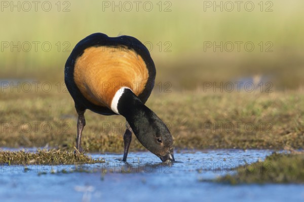 Australian Shelduck (Tadorna tadornoides) male foraging, Victoria, Australia