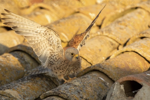Lesser Kestrel (Falco naumanni) male on a roof, Castile-La Mancha, Spain