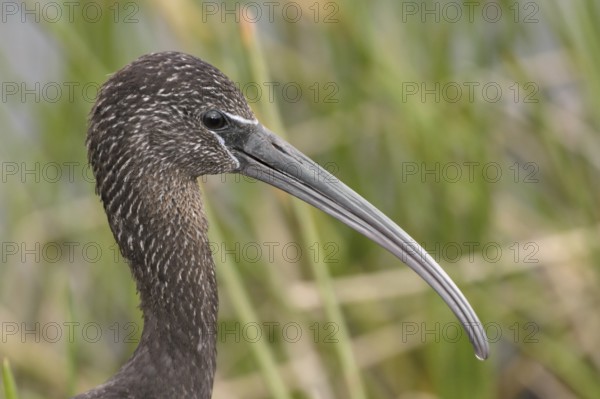 Glossy Ibis (Plegadis falcinellus), Florida, USA