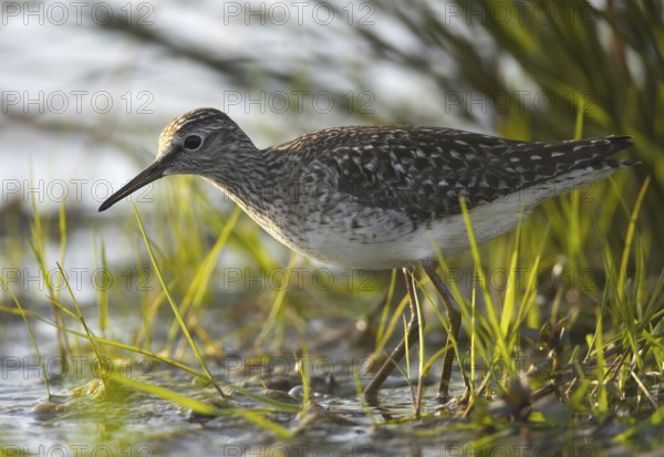 Wood Sandpiper (Tringa glareola), Schleswig-Holstein, Germany