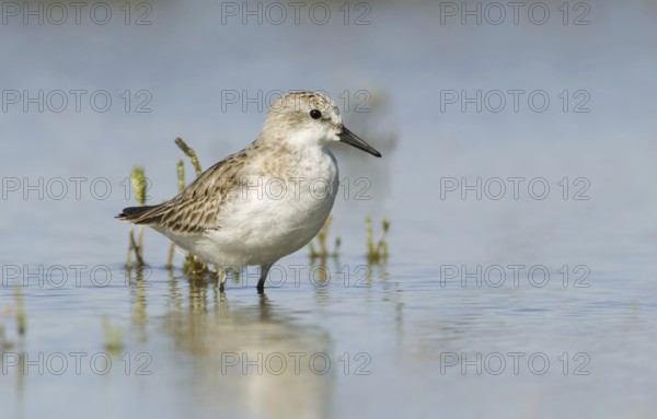 Red-necked Stint (Calidris ruficollis), Victoria, Australia