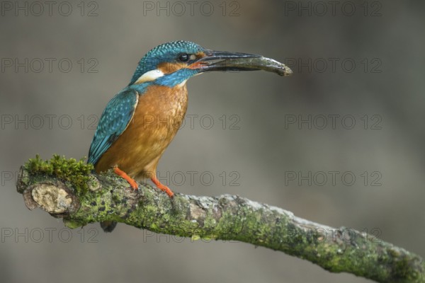 Common Kingfisher (Alcedo atthis) male perched on a branch with a fish in its beak, Lower Saxony, Germany