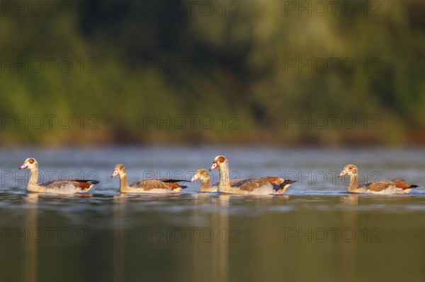 Egyptian Goose (Alopochen aegyptiaca) pair with young on water, North Rhine-Westphalia, Germany