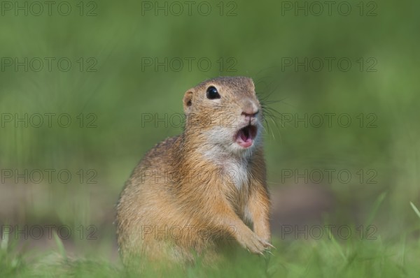 European Ground Squirrel (Spermophilus citellus) standing alert in meadow, Austria