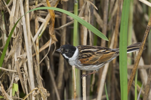 Reed Bunting - Rohrammer - Emberiza schoeniclus ssp. schoeniclus, Germany, adult male