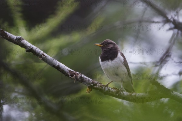 Black-throated Thrush - Schwarzkehldrossel - Turdus atrogularis, Kazakhstan, 2nd cy male
