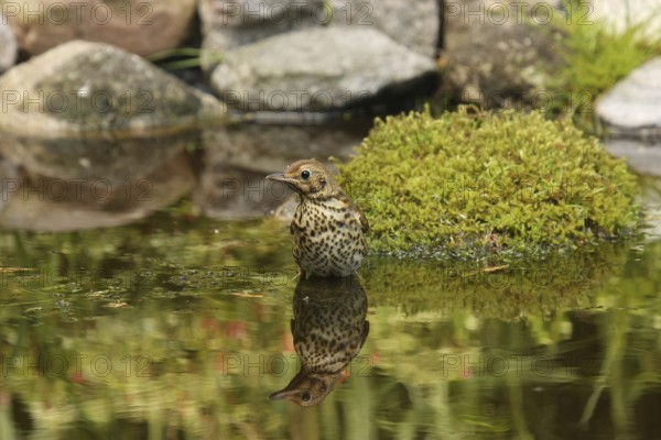 Song Thrush (Turdus philomelos), Lower Saxony, Germany