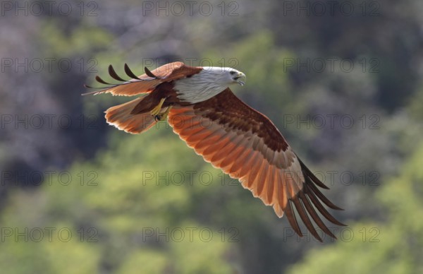Brahminy Kite (Haliastur indus) flying, Kedah, Malaysia