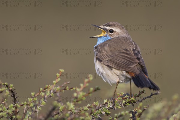 Bluethroat - Blaukehlchen - Cyanecula svecica ssp. saturatior, Kyrgyzstan, adult male
