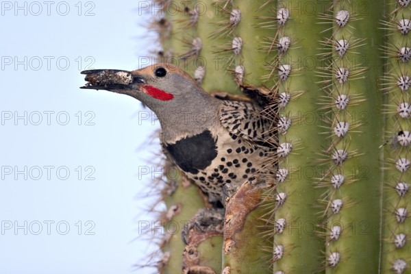 Gilded Flicker Colaptes auratus Tucson, Pima County, Arizona, United States 26 April Adult Male with fecal sac. Picidae