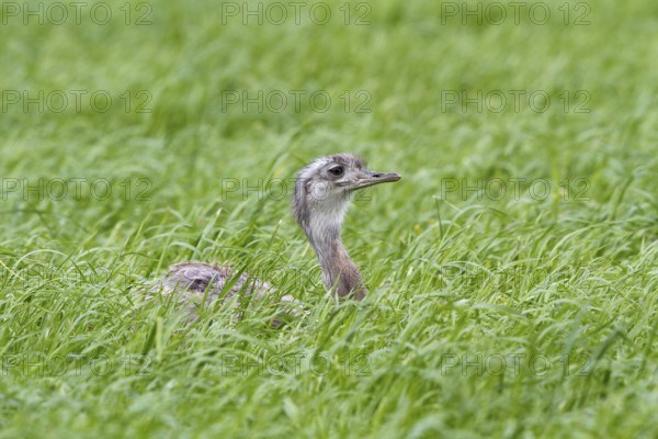 Greater Rhea (Rhea americana) perched in a corn field, Mecklenburg-Western Pomerania, Germany