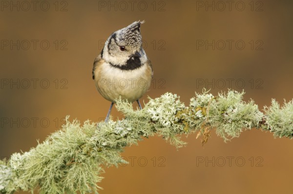 European Crested Tit (Lophophanes cristatus), perched on a branch, Galicia, Spain