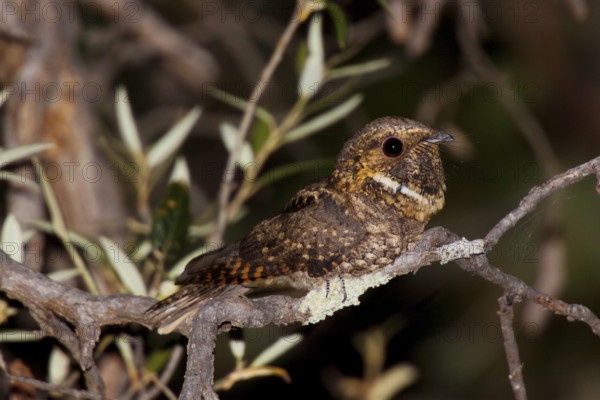 Meixcan Whip-poor-will Antrostomus arizonae Huachuca Mountains, Cochise County, Arizona, United States 17 May Adult Male Caprimulgidae Formerly Caprimulgus vociferus arizonae
