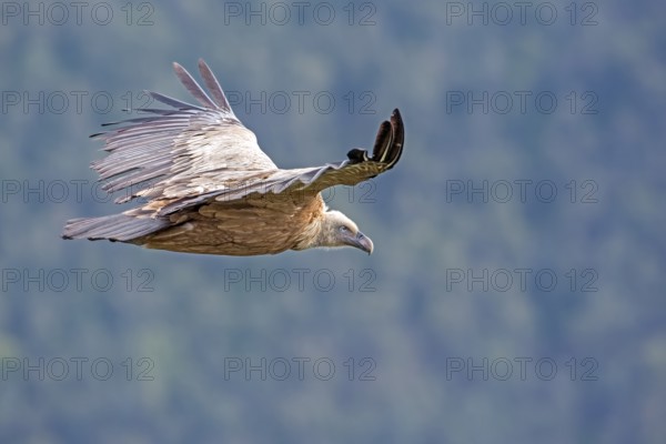 Griffon Vulture (Gyps fulvus) flying, Spain
