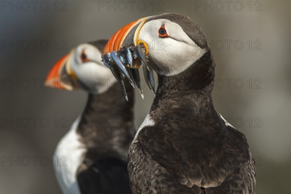 Atlantic Puffin (Fratercula arctica) adult portrait, Farne Islands, United Kingdom
