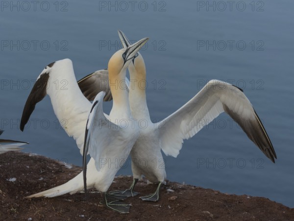 Northern Gannet (Morus bassanus) pair displaying, Schleswig-Holstein, Germany