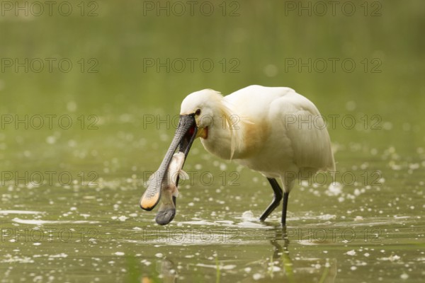 Eurasian Spoonbill (Platalea leucorodia) eating fish prey, Serbia