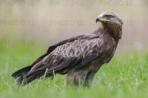Lesser Spotted Eagle (Clanga pomarina) on grassland, Poland