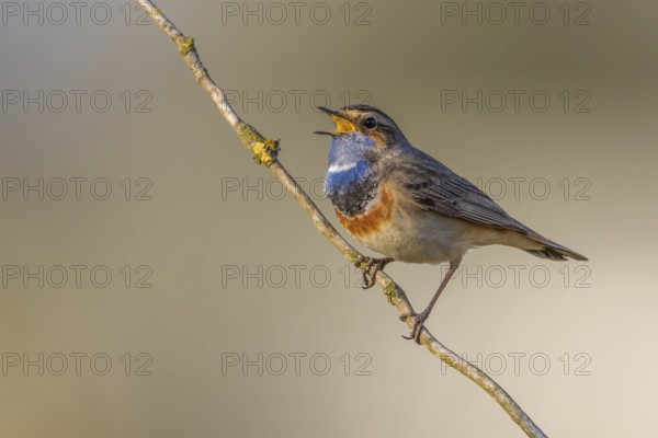 Bluethroat (Luscinia svecica cyanecula) male singing, Poland