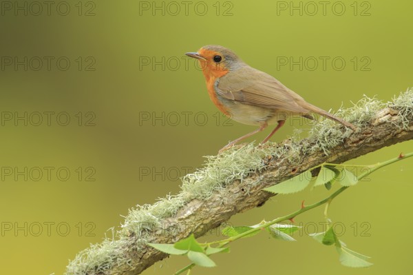 European Robin (Erithacus rubecula) perched on a branch, Andalusia, Spain