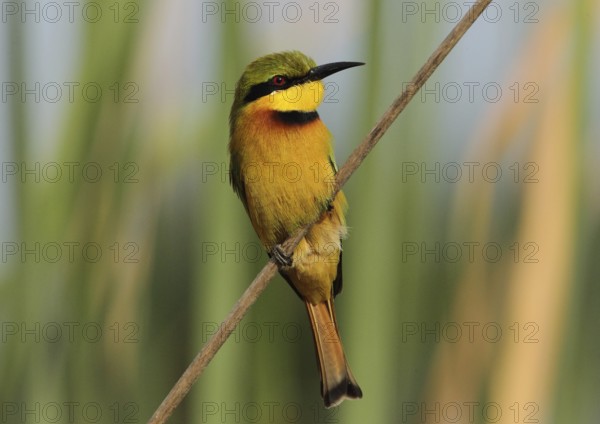 Little Bee-eater (Merops pusillus), Gambia
