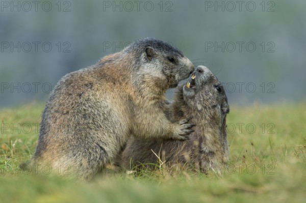 Alpine Marmot (Marmota marmota) two adult playing and fighting, High Tauern National Park, Carinthia, Austria